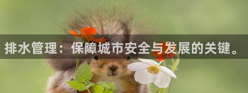 球盟会黑平台