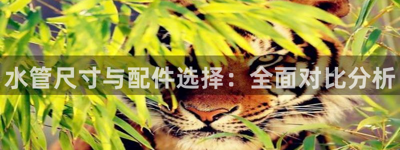 球盟会进不去吗